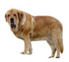 Spanish Mastiff