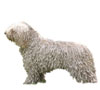 Spanish Water Dog