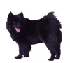 Swedish Lapphund