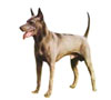 Thai Ridgeback