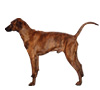 Treeing Tennessee Brindle