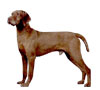 Wirehaired Vizsla