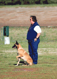 Belgian Malinois