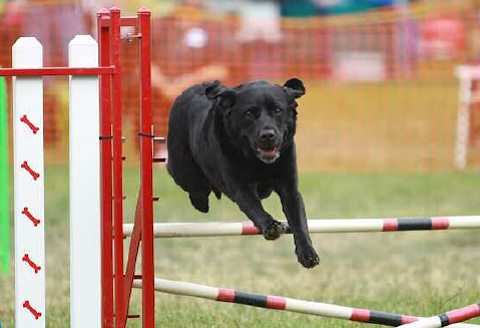 Sierra jumping
