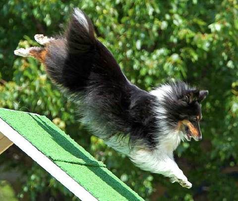 Felony jumping