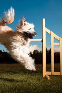 Agility Dog