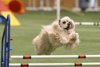 Dog leaping