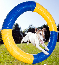 Dog leaping through tire