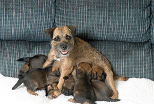 Border Terrier