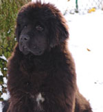 Newfoundland