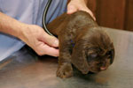 Field Spaniel
