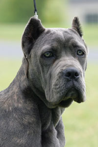 Cane Corso