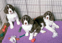 English Springer Spaniels