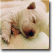 Royal Canin Breeder's Handbooks