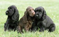 Field Spaniels
