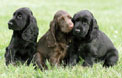 Field Spaniels