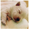 Puppy