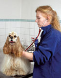 Cocker Spaniel