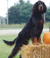Gordon Setter