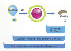 Ovulation Chart