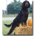 Gordon Setter
