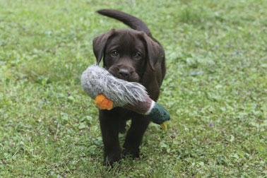 Labrador Retriever