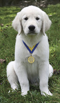 S.T.A.R. Puppy