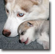 Siberian Huskies