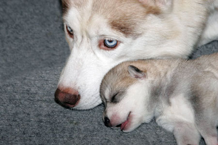 Siberian Huskies