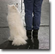 AKC Rally