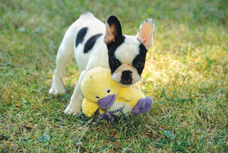 French Bulldog
