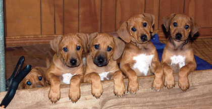 Rhodesian Ridgebacks