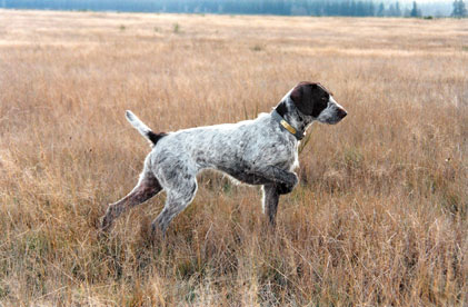 German Wirehaired Pointer