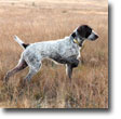 German Wirehaired Pointer