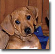 Rhodesian Ridgebacks