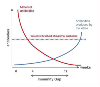 Immunity Gap