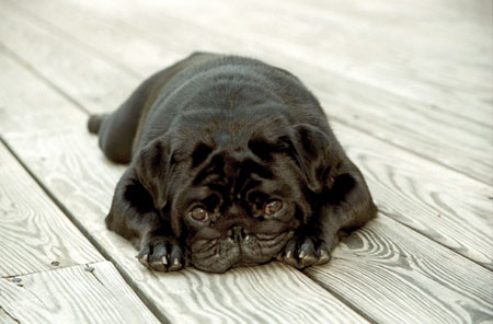 Pug