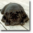 Pug