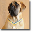 AKC S.T.A.R. Puppy