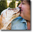 English Setter