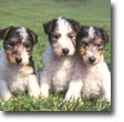 Wire Fox Terrier