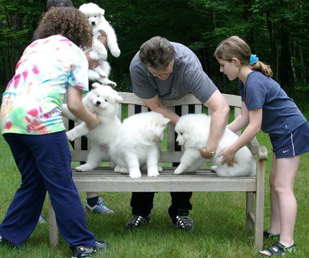 Samoyeds