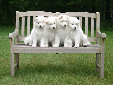 Samoyeds