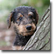 Matching Your Puppies with the Best Homes