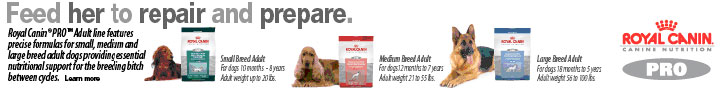 Feed her to repair and prepare: Royal Canin Canine Nutrition