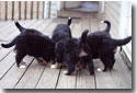 Matching your Puppies with th e Best Prospectivee Homes