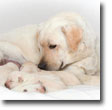 The Science of Breeding by Royal Canin