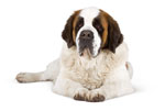St. Bernard