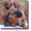AKC Registrations