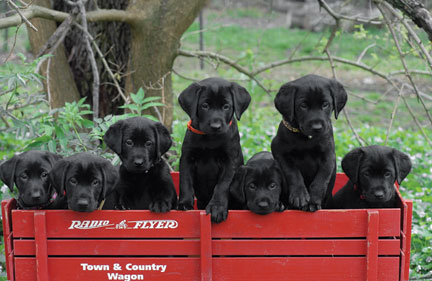Labrador Puppies